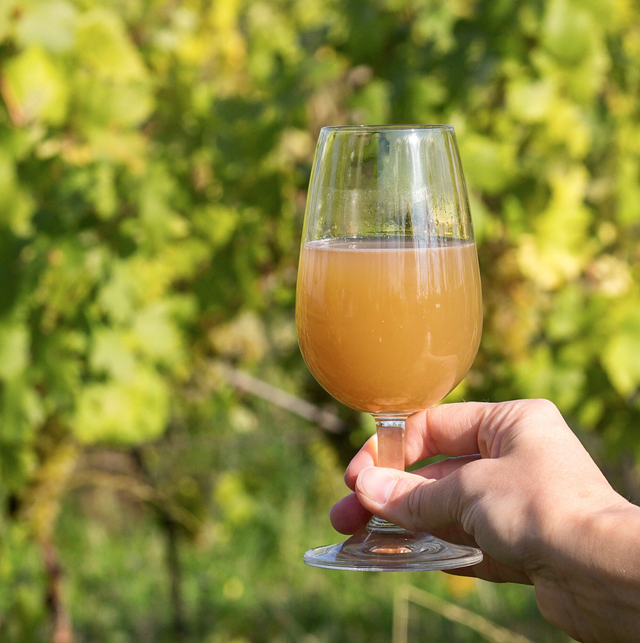 Mosto