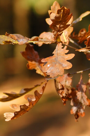 Hojas de un árbol