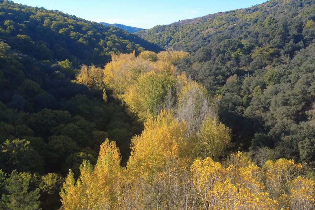 Los senderos de Cartajima que se adentran en el Bosque de Cobre