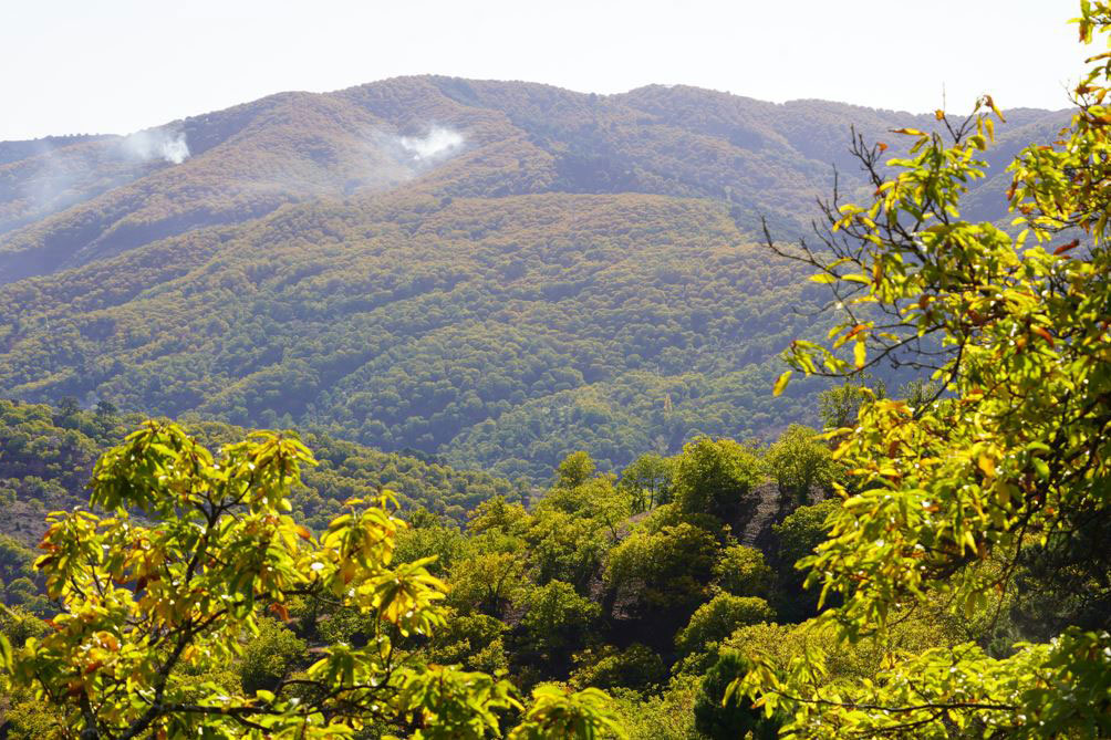 Los senderos de Cartajima que se adentran en el Bosque de Cobre